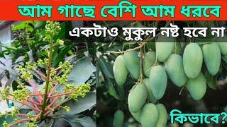 আমের একটাও মুকুল নষ্ট হবে না ll আম গাছে বেশি আম ধরবে ll আম গাছের পরিচর্যা