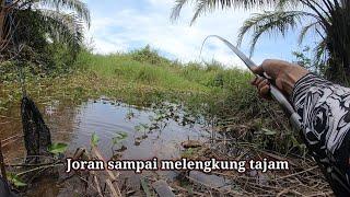 Nemu sarang nya ikan sepat siam.! Pemancing ini panen ikan sepat siam || Mancing ikan di rawa