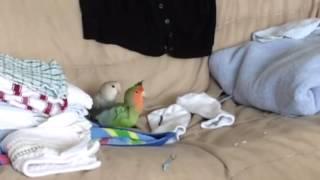 Young lovebird mating ritual