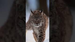 The Rare LYNX Caught on Camera!  #shorts #lynx #cat