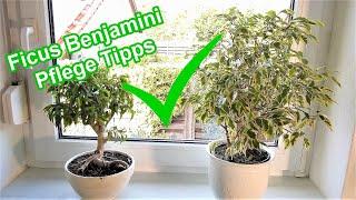 Ficus Benjamini Pflege – Standort, Gießen, Düngen, Schneiden, Überwintern   Ficus Benjamini pflegen