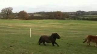 Shetland pony club ponies galloping!