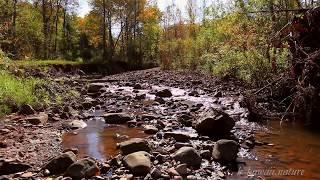 Chants d'Oiseaux et Paisible Ruisseau pour LIBÉRER l'ESPRIT du Stress, LÂCHER PRISE et se DÉTENDRE