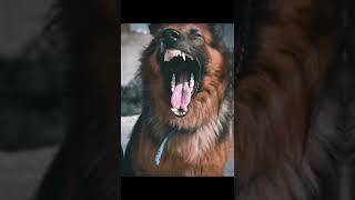 #attitude status #trends reels#german shepherd status#dogs lover#dogs#danger#whatsapp status#shorts