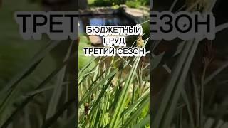 Самый недорогой и экономичный пруд | ПРУД ПРУДИ