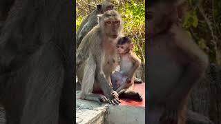 #Animakey#Mom&baby#lovelymonkey#babysocute#viral#animals#youtube#shorts#like#Subscribe#