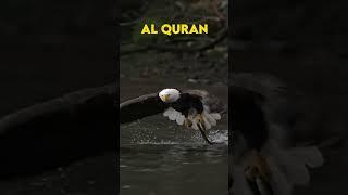 Subhan Allah | The Dhikr That Strengthens Your Faith  #birds #quran #duaforprotection