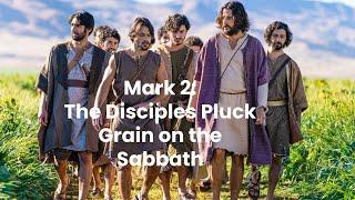 Teaching With The Chosen: Jesus's Disciples Pluck Grain on the Sabbath, Mark 2:23-28