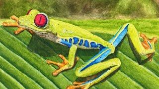 Red Eyed Tree Frog With Watercolor Pencils Part 2 Real Time Tutorial