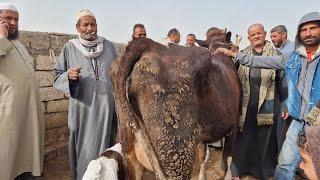 السوق بقي عمران وفي الجون ياريت كل الاسوق تبقي زيه الفلاحين بترقص دلوقت