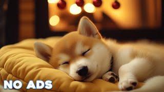 [LIVE] Dog MusicCalming Music for Dog Deep SleepSeparation Anxiety Music for Dog Relaxation