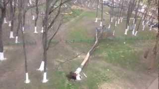 Упало дерево, tree fell.