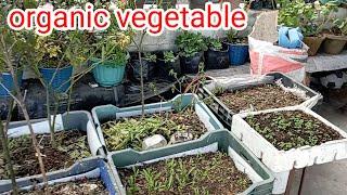 How to grow organic vegetables in container- from rooftop terrace garden || @Rewati'sgarden