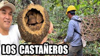 LOS CASTAÑEROS | Algunos pierden la vida extrayendo estos frutos | DiloNomás Ft. @LIMAEXPRESA