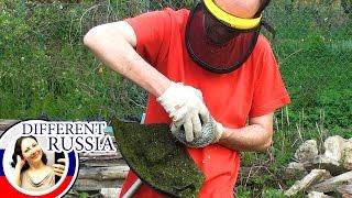 What Russians Grow in Their Gardens?  My Dacha Garden Routine on Different Russia Channel