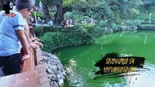 Sazanlar ve Tosbağalar #travel #göl #gölet #havuz #beniöneçıkart #benikesfetecikar