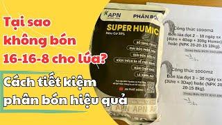 Quy trình bón phân cho lúa theo giai đoạn Trung Hiếu BVTV, khi giá phân đạm cao