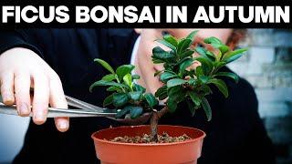 Ficus Bonsai Care - Pruning In Autumn 