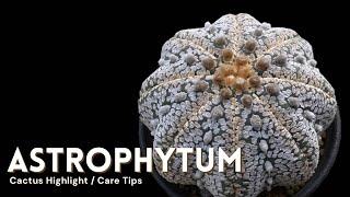 Astrophytum Cactus Care and How to Make them Flower