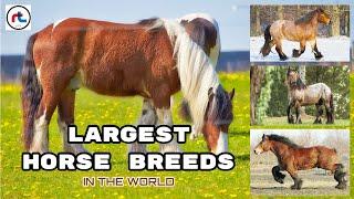 The BIGGEST HORSES In The World | rtzone sl |