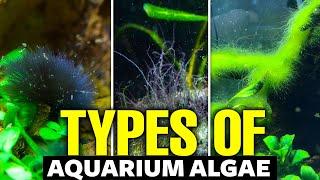 Types Of Aquarium Algae 