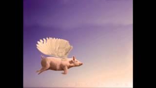 FLYING PIG!!! Must see!