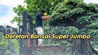 DERETAN BONSAI SUPER JUMBO