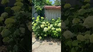 Любителям Гортензий посвящается