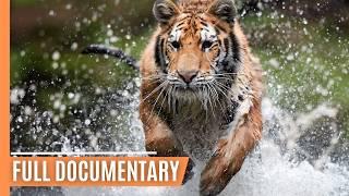 Predator Power - Exploring the Habitats of Earth’s Fiercest Felines | Full Documentary