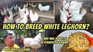White Leghorn Breeding | Why feed fermented grains to chicken?