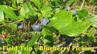 Discover the Hidden Joy of Blueberry Picking - Field Trip to Local U-Pick Blue Berry Farm