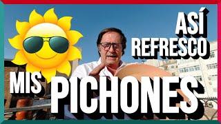 Así REFRESCO mis pichones. Primavera 2024 