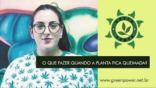 O que fazer quando a planta fica "queimada"? Cultivo Indoor Green Power Grow