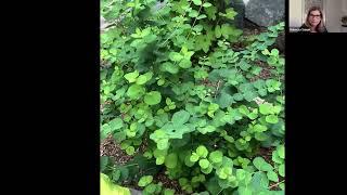 Proud Berry Coralberry