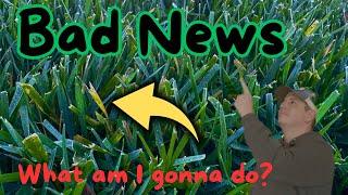 Why is my Lawn Turning YELLOW?, What to do about it | DIY Lawn Coach