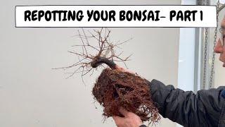 Repotting your Bonsai   Part 1
