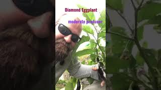 Diamond Eggplant | Easy to Grow | #shorts #eggplant
