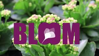 Bloom  - ErfGoed