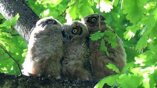 Great Horned Owl Chicks