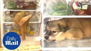 Cute puppy climbs into fridge to cool down in Thailand