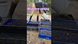 Harvesting blueberries in Sweden #harvesting #berry #blueberries