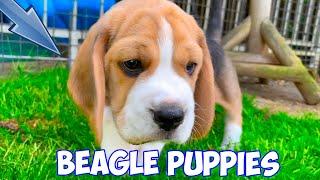 Very Cute BEAGLE Puppies Playing Compilation