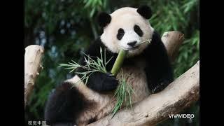 #Pandabear#saygoodbye#2024#韓國##Mostsmartpanda#cutebear#famouspanda#uptothismonth 