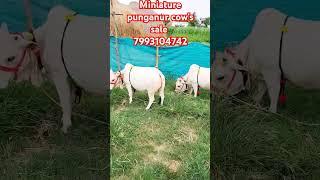 Minitur punganur cows for sale 7993104742