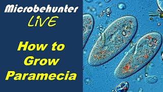 How to grow paramecia for microscopy