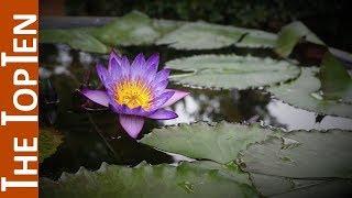 The Top Ten Most Beautiful Aquatic Plants In The World