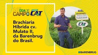 Brachiaria Híbrida cv. Mulato II, cultivar exclusivo da Barenbrug no Brasil