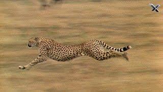 The Cheetah is the Fastest Animal in the World