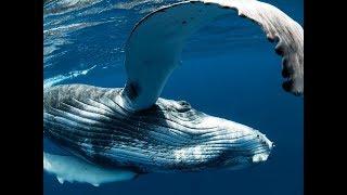 The Spirit Of Gold Coast Gets "Mugged" By A Humpback Whale - Amazing Underwater Footage