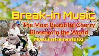 Music. The Most Beautiful Cerry Blossom in the World. Mbahwal Tuowis-Band